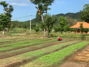 Orchard Home Nam Cát Tiên Resort